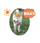 かりんでございますぅ。（個別スタンプ：3）