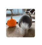 チンチラの獅子丸②（個別スタンプ：1）