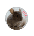 チンチラの獅子丸②（個別スタンプ：3）