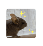 チンチラの獅子丸②（個別スタンプ：4）