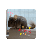 チンチラの獅子丸②（個別スタンプ：5）