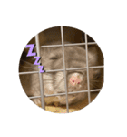 チンチラの獅子丸②（個別スタンプ：6）