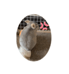 チンチラの獅子丸②（個別スタンプ：7）