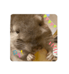 チンチラの獅子丸②（個別スタンプ：8）