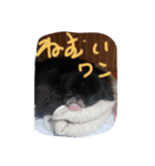 ココアチャッピ（個別スタンプ：2）