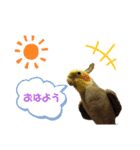 オカメインコかわいい（個別スタンプ：1）