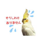 オカメインコかわいい（個別スタンプ：2）