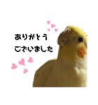 オカメインコかわいい（個別スタンプ：4）