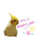 オカメインコかわいい（個別スタンプ：5）