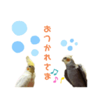オカメインコかわいい（個別スタンプ：6）