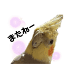 オカメインコかわいい（個別スタンプ：7）