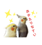 オカメインコかわいい（個別スタンプ：8）