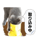 猫のとと ブリショーのスタンプ Vol.1（個別スタンプ：10）