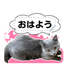 猫のとと ブリショーのスタンプ Vol.1（個別スタンプ：14）