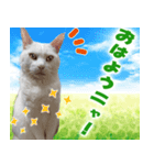 美猫ころニャンさんだよ！（個別スタンプ：1）