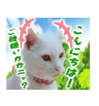 美猫ころニャンさんだよ！（個別スタンプ：2）