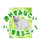 美猫ころニャンさんだよ！（個別スタンプ：3）