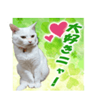 美猫ころニャンさんだよ！（個別スタンプ：4）