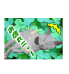 美猫ころニャンさんだよ！（個別スタンプ：5）