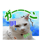 美猫ころニャンさんだよ！（個別スタンプ：6）