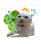 美猫ころニャンさんだよ！（個別スタンプ：7）