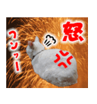 美猫ころニャンさんだよ！（個別スタンプ：8）