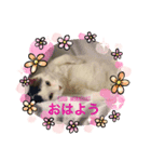 ピー助じーさんスタンプ（個別スタンプ：4）