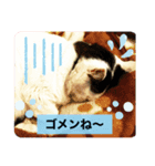 ピー助じーさんスタンプ（個別スタンプ：6）