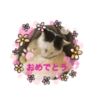 ピー助じーさんスタンプ（個別スタンプ：7）