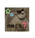 ピー助じーさんスタンプ（個別スタンプ：8）
