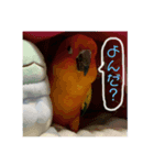 Rio ＆Ria(コガネメキシコインコ)（個別スタンプ：1）