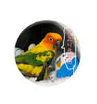 Rio ＆Ria(コガネメキシコインコ)（個別スタンプ：3）