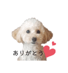 あんずちゃんver.2（個別スタンプ：16）