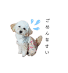 あんずちゃんver.2（個別スタンプ：21）