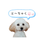 あんずちゃんver.2（個別スタンプ：31）