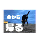 osoraのすたんぷ（個別スタンプ：15）