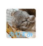 チンチラの獅子丸③（個別スタンプ：2）