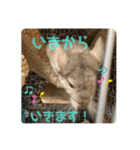 チンチラの獅子丸③（個別スタンプ：7）
