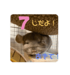 チンチラの獅子丸③（個別スタンプ：9）