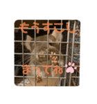 チンチラの獅子丸③（個別スタンプ：11）