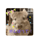 チンチラの獅子丸③（個別スタンプ：13）
