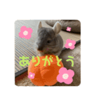 チンチラの獅子丸③（個別スタンプ：14）