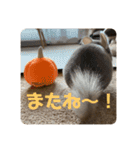 チンチラの獅子丸③（個別スタンプ：15）