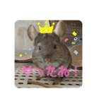 チンチラの獅子丸③（個別スタンプ：16）