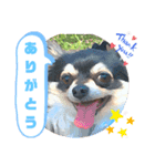 うちのクロチワワ（個別スタンプ：1）