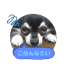 うちのクロチワワ（個別スタンプ：3）
