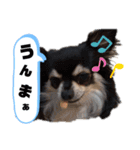 うちのクロチワワ（個別スタンプ：7）