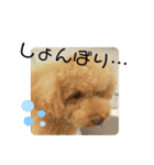 ポコすたんぷ#09（個別スタンプ：14）