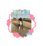 秋田犬のkaiくん（個別スタンプ：1）