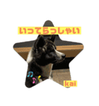 秋田犬のkaiくん（個別スタンプ：2）
